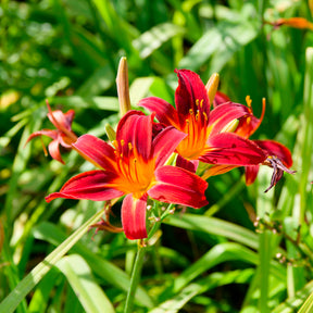Daglelie Crimson Pirate - Hemerocallis Crimson Pirate - Willemse