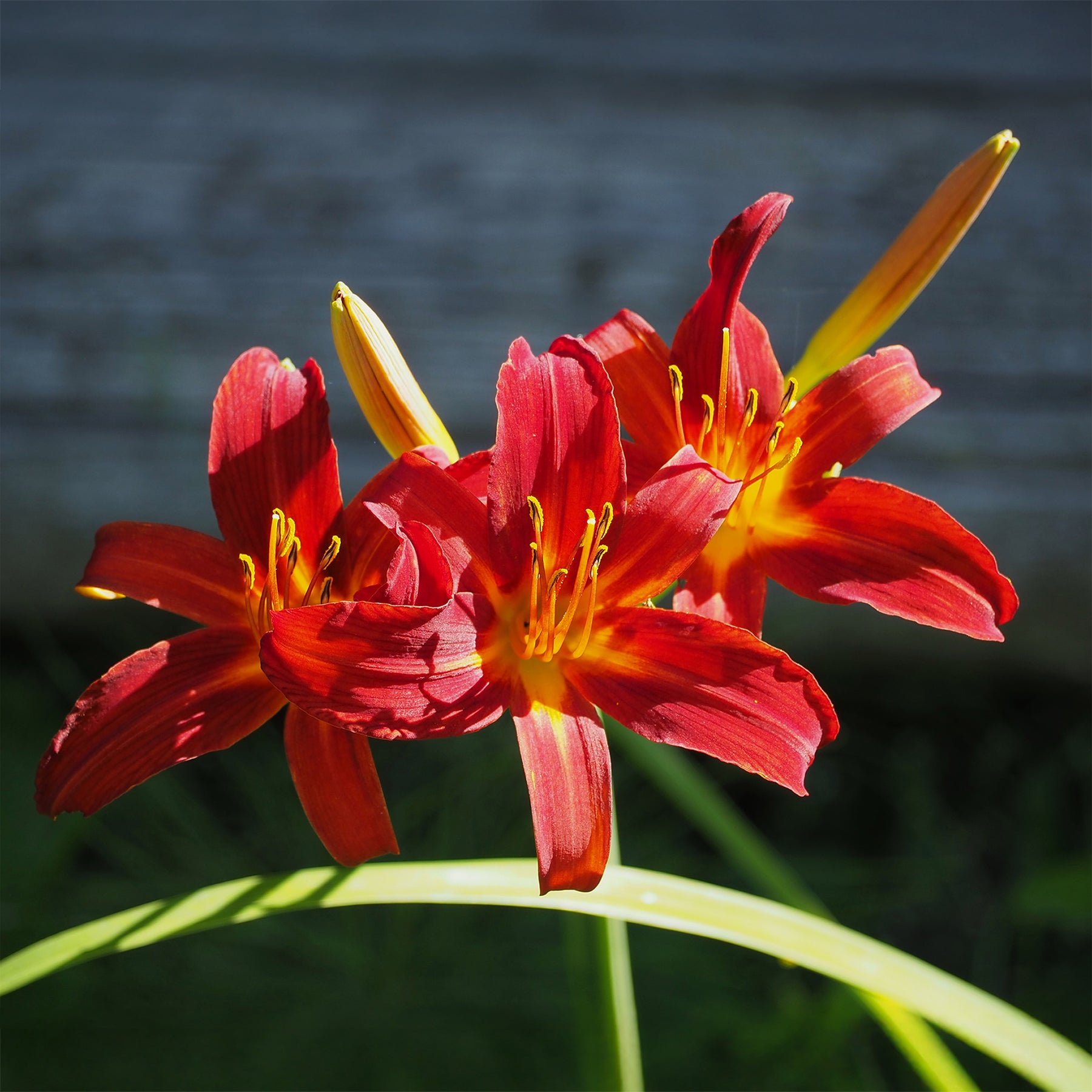 Hemerocallis Crimson Pirate - Daglelie Crimson Pirate - Hemerocallis - Daglelie