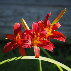 Hemerocallis Crimson Pirate - Daglelie Crimson Pirate - Hemerocallis - Daglelie