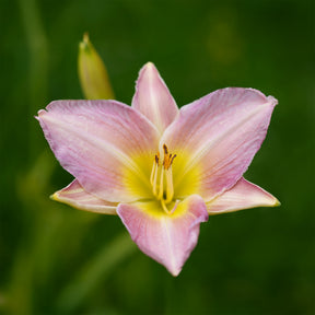 Daglelie 'Catherine Woodbery' - Hemerocallis Catherine Woodbury - Willemse
