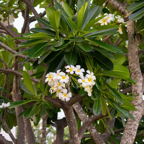 Verkoop Frangipani - Plumeria alba