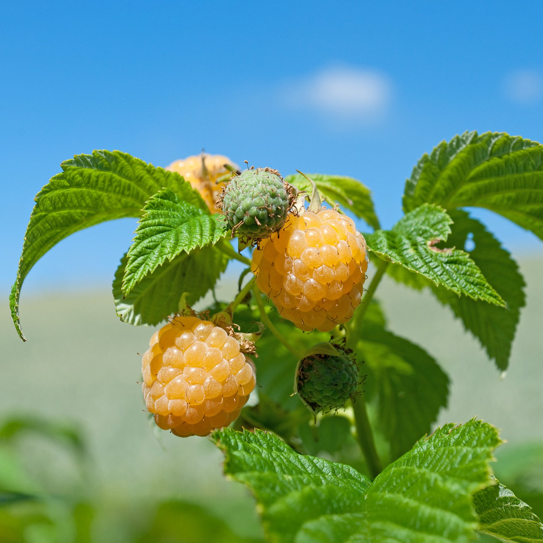 Rubus idaeus Fallgold - Framboos 'Fallgold' - Frambooos