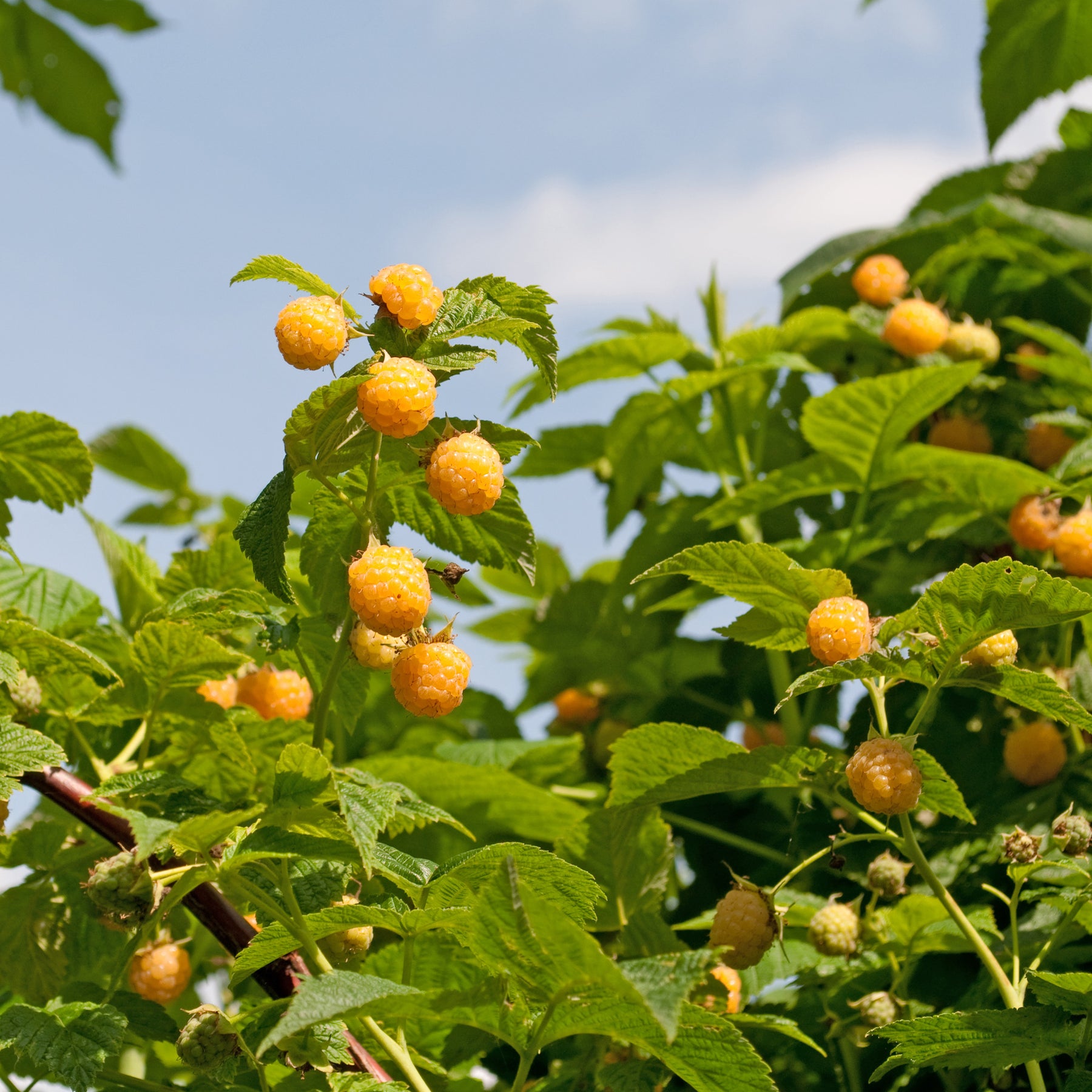Framboos 'Fallgold' - Willemse