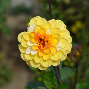 Dahlia 'Double Jill' (x3) - Dahlia double jill - Willemse
