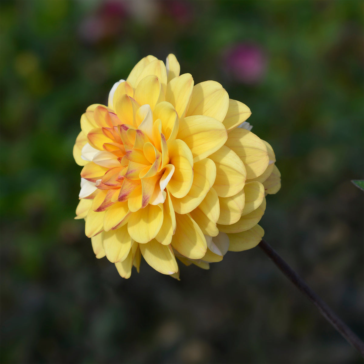 Dahlia 'Double Jill' (x3) - Willemse