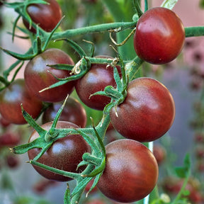 Solanum lycopersicum chocolate cherry - Cherrytomaat 'Chocolate Cherry' - Tomatenzaden