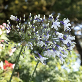 Afrikaanse lelie 'Twister' - Agapanthus Twister - Willemse