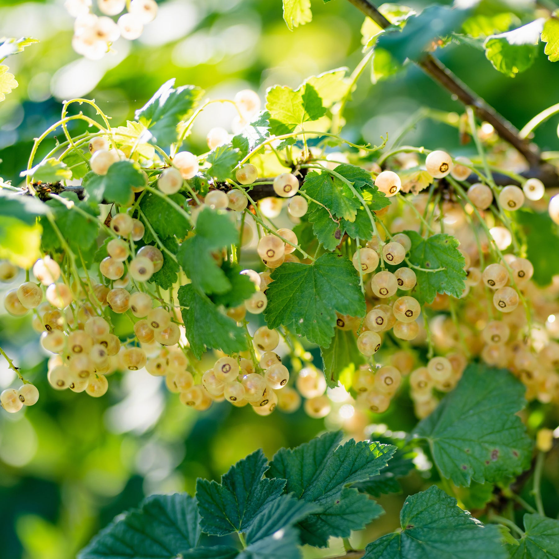 Witte aalbes 'Blanka' (x2) - Willemse
