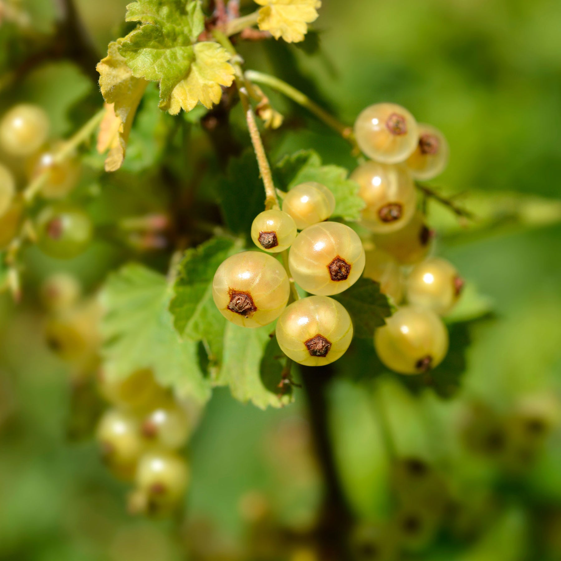 Witte aalbes 'Blanka' (x2) - Ribes rubrum Blanka - Willemse