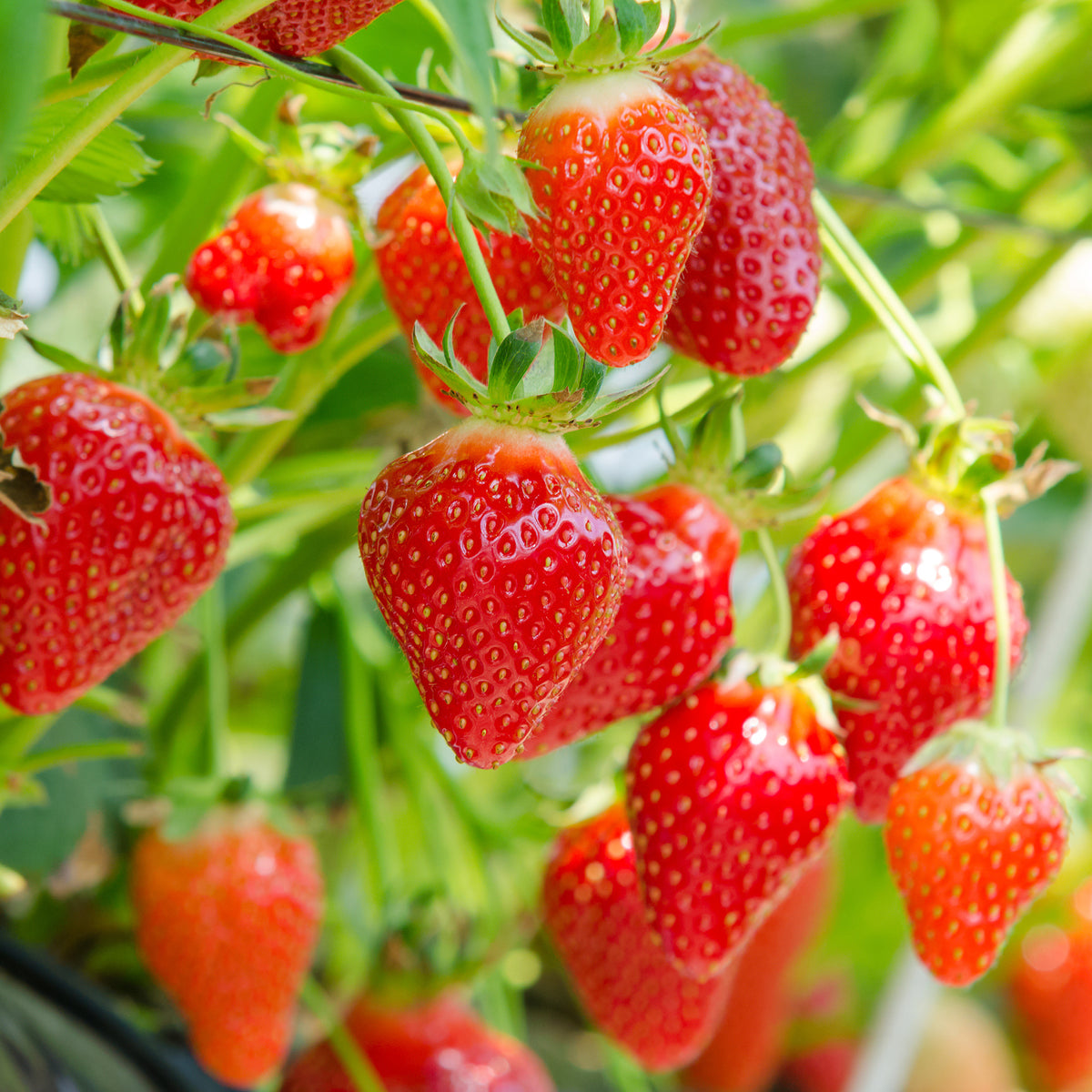Aardbei ' Gariguette' - Fragaria x ananassa Gariguette - Willemse