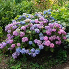 Hortensia macrophylla - Boerenhortensia 'Tricolore' - Hydrangea macrophylla