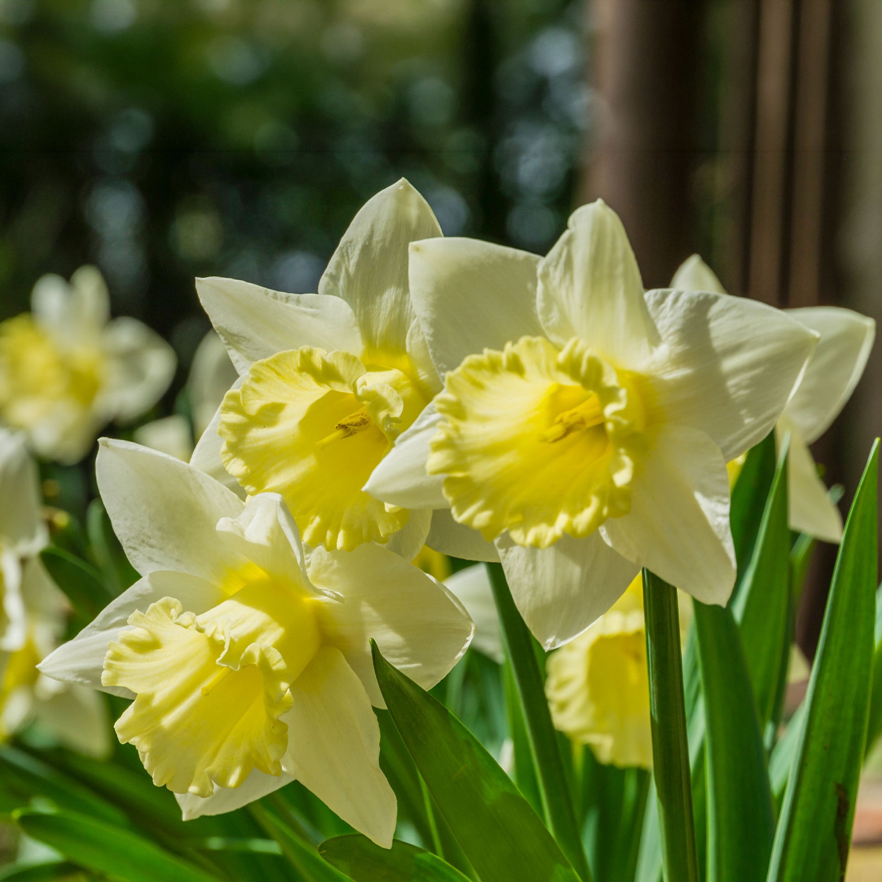 Narcissen - Narcissen 'Goblet' (x10) - Narcissus goblet