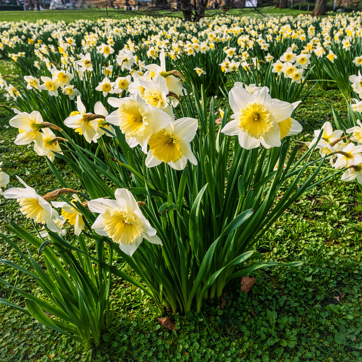 Narcissen 'Goblet' (x10) - Willemse