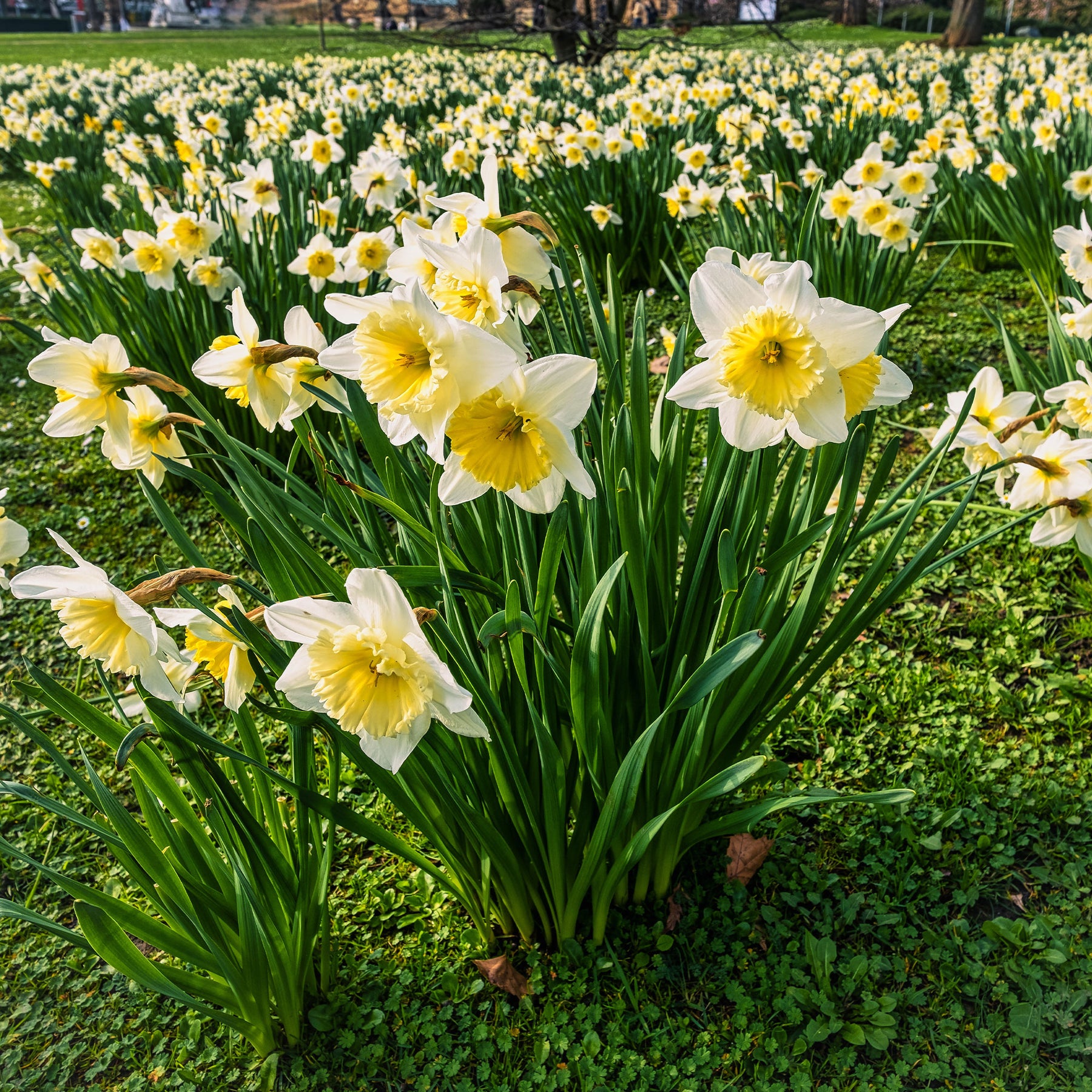 Narcissen 'Goblet' (x10) - Willemse