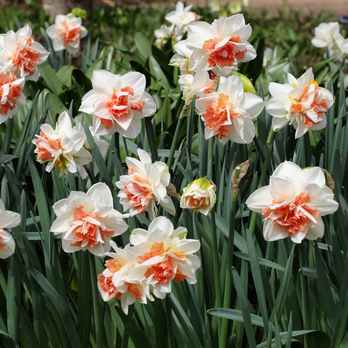 Dubbele Narcissen 'Delnashaugh' (x10)
