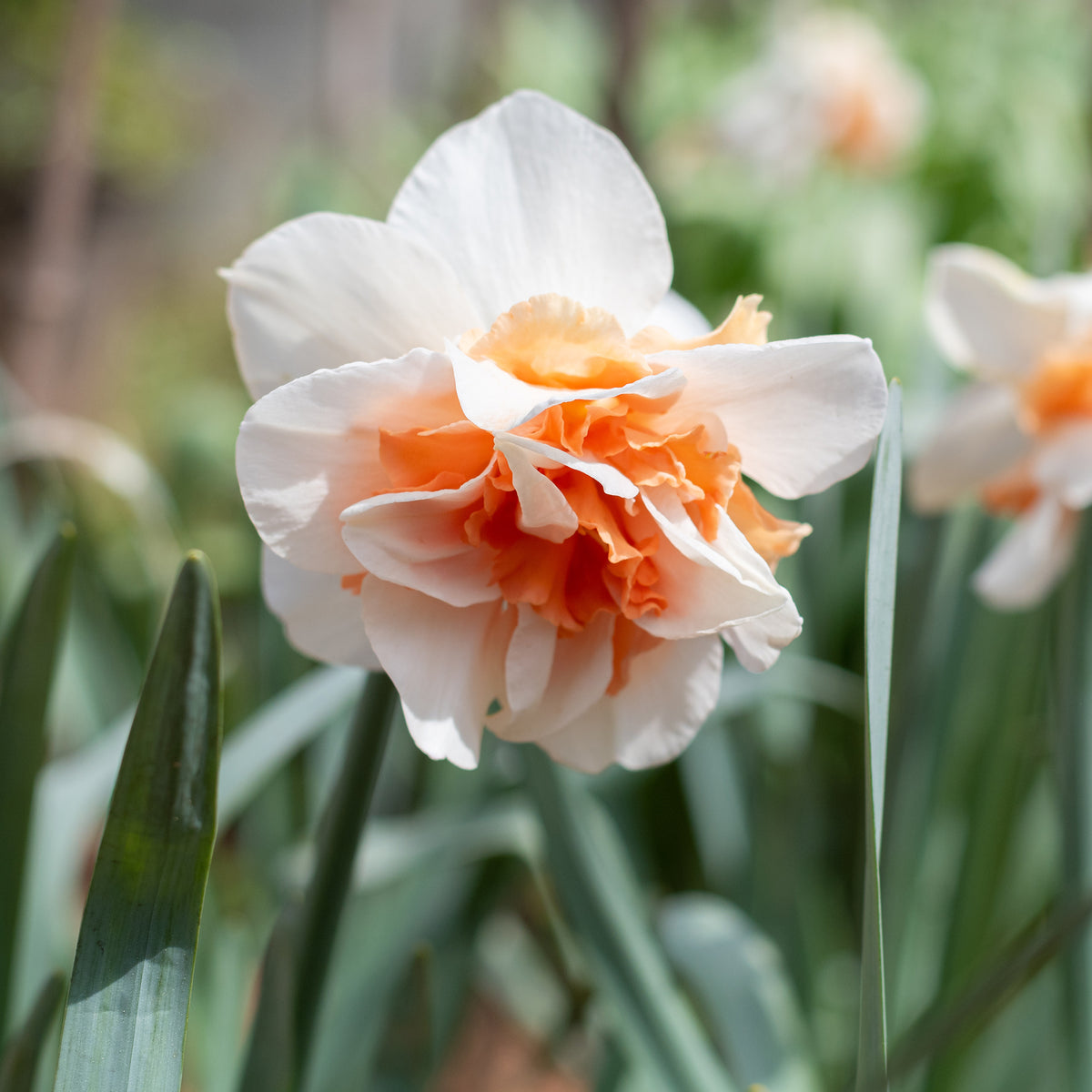 Dubbele Narcissen 'Delnashaugh' (x10)