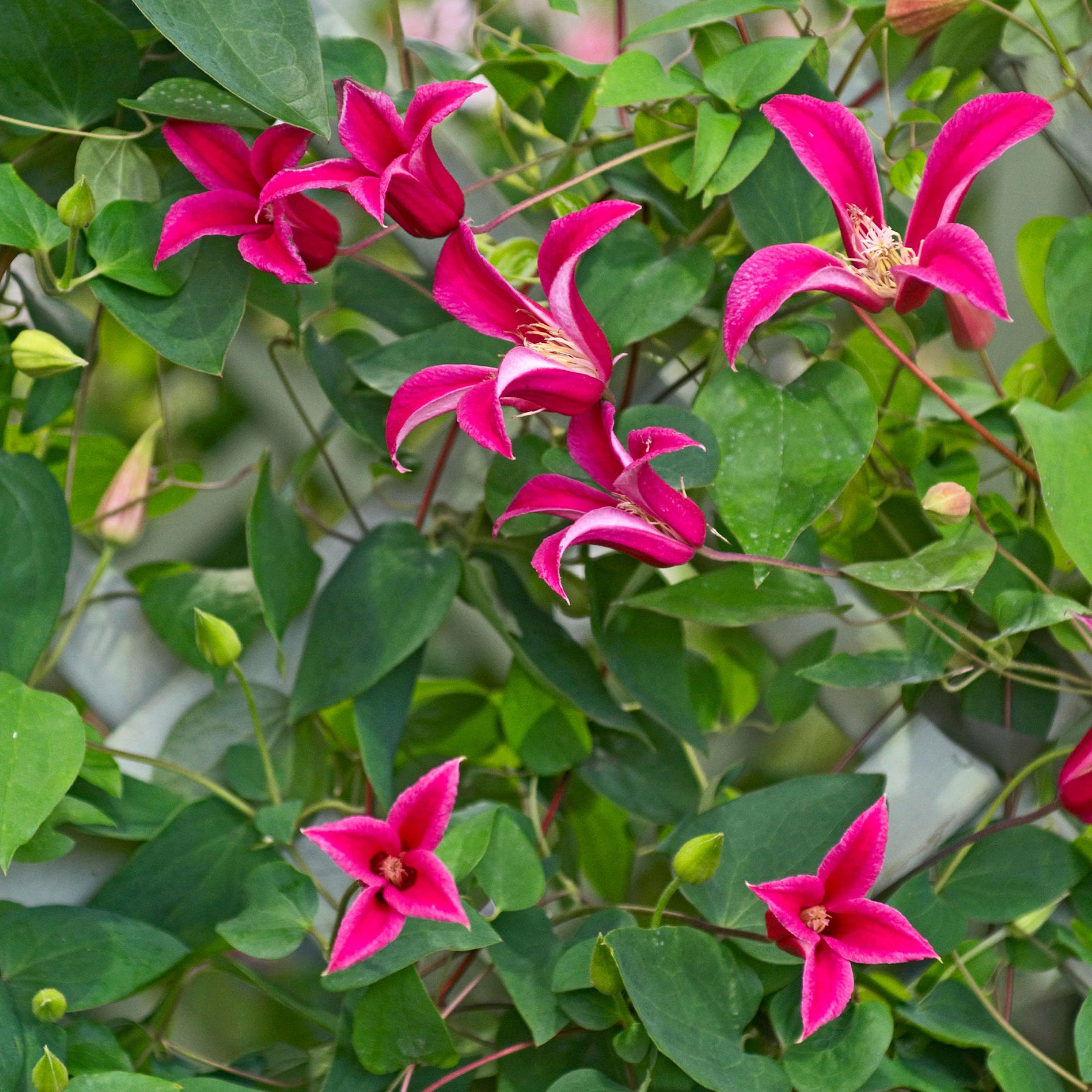 Bosrank 'Lady Diana'® - Willemse