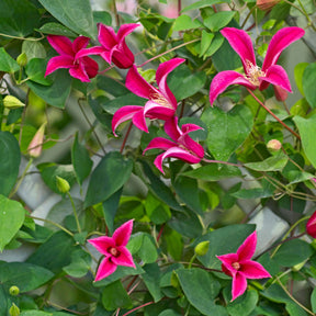 Bosrank 'Lady Diana'® - Willemse