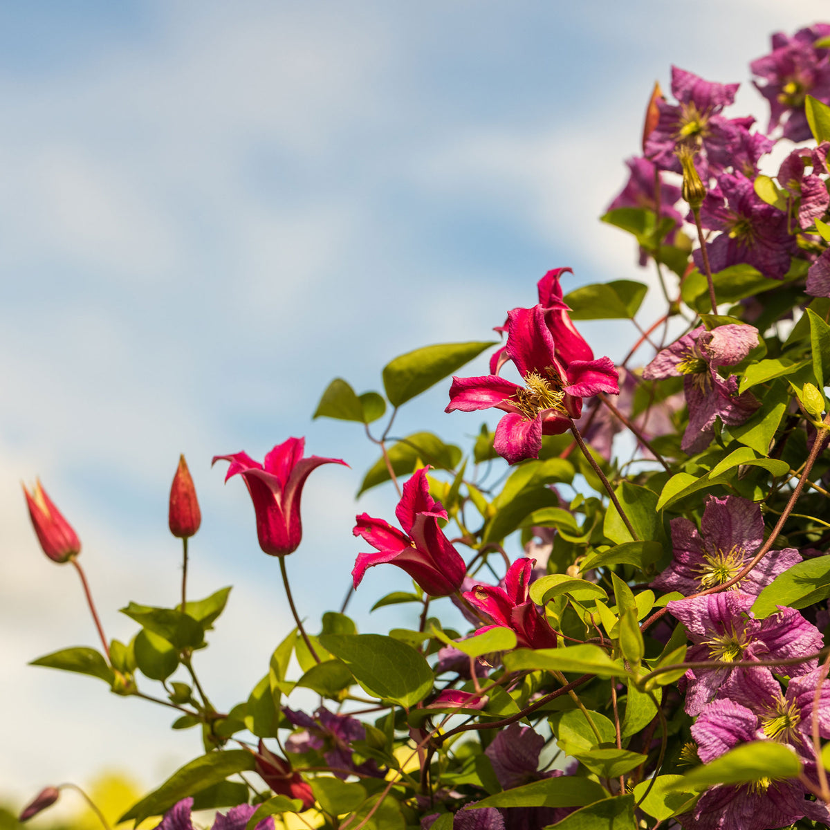 Bosrank 'Lady Diana'® - Clematis texensis Princess Diana ® - Willemse