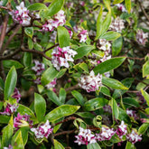 Bloeiende heesters - Peperboompje 'Perfume Princess' - Daphne x  odora x bholua perfume princess ®