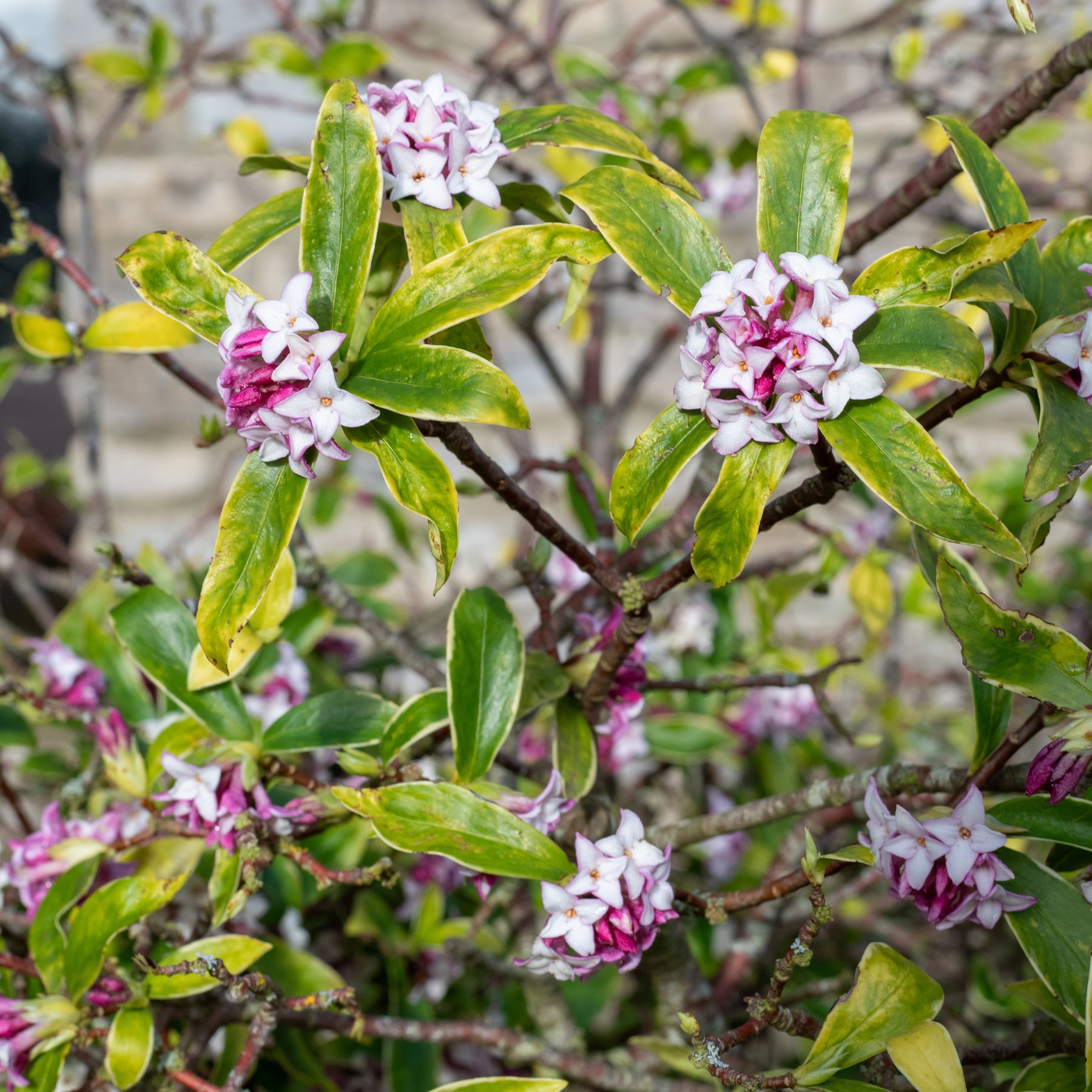 Peperboompje 'Perfume Princess' - Willemse