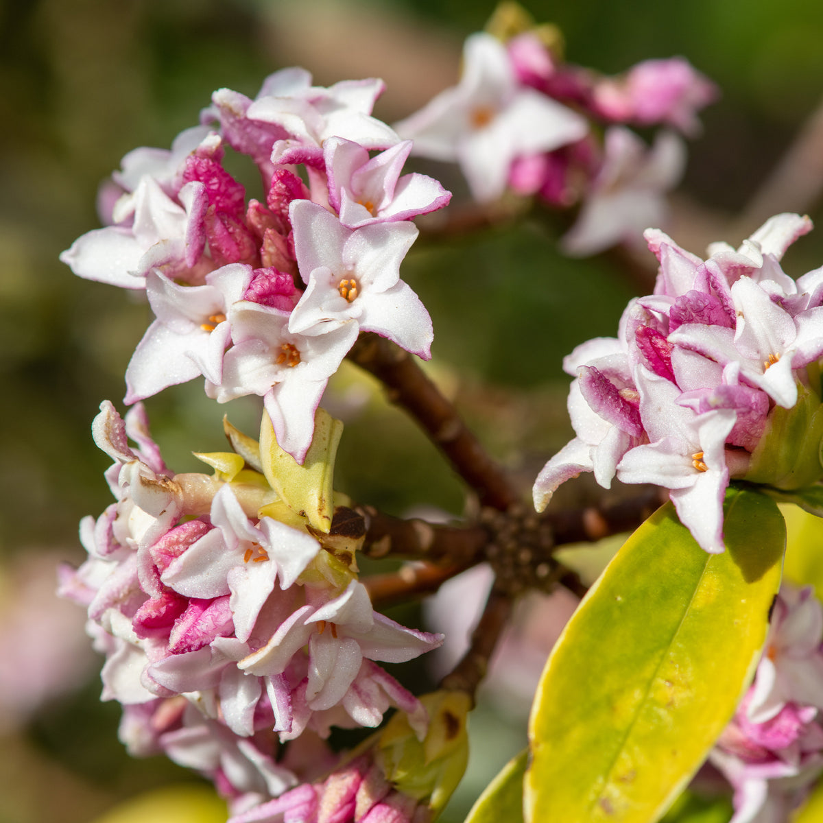 Daphne x  odora x bholua perfume princess ® - Peperboompje 'Perfume Princess' - Bloeiende heesters