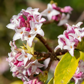 Daphne x  odora x bholua perfume princess ® - Peperboompje 'Perfume Princess' - Bloeiende heesters