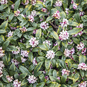 Peperboompje 'Perfume Princess' - Daphne x  odora x bholua perfume princess ® - Willemse