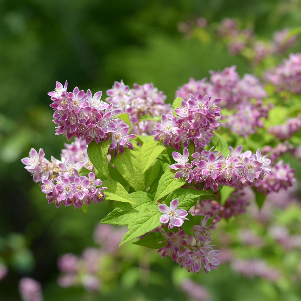 Bloeiende heesters - Bruidsbloem 'Strawberry Field' - Deutzia Strawberry Field