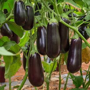 Aubergine 'Baluroi F1' - Solanum melongena Baluroi F1 - Willemse