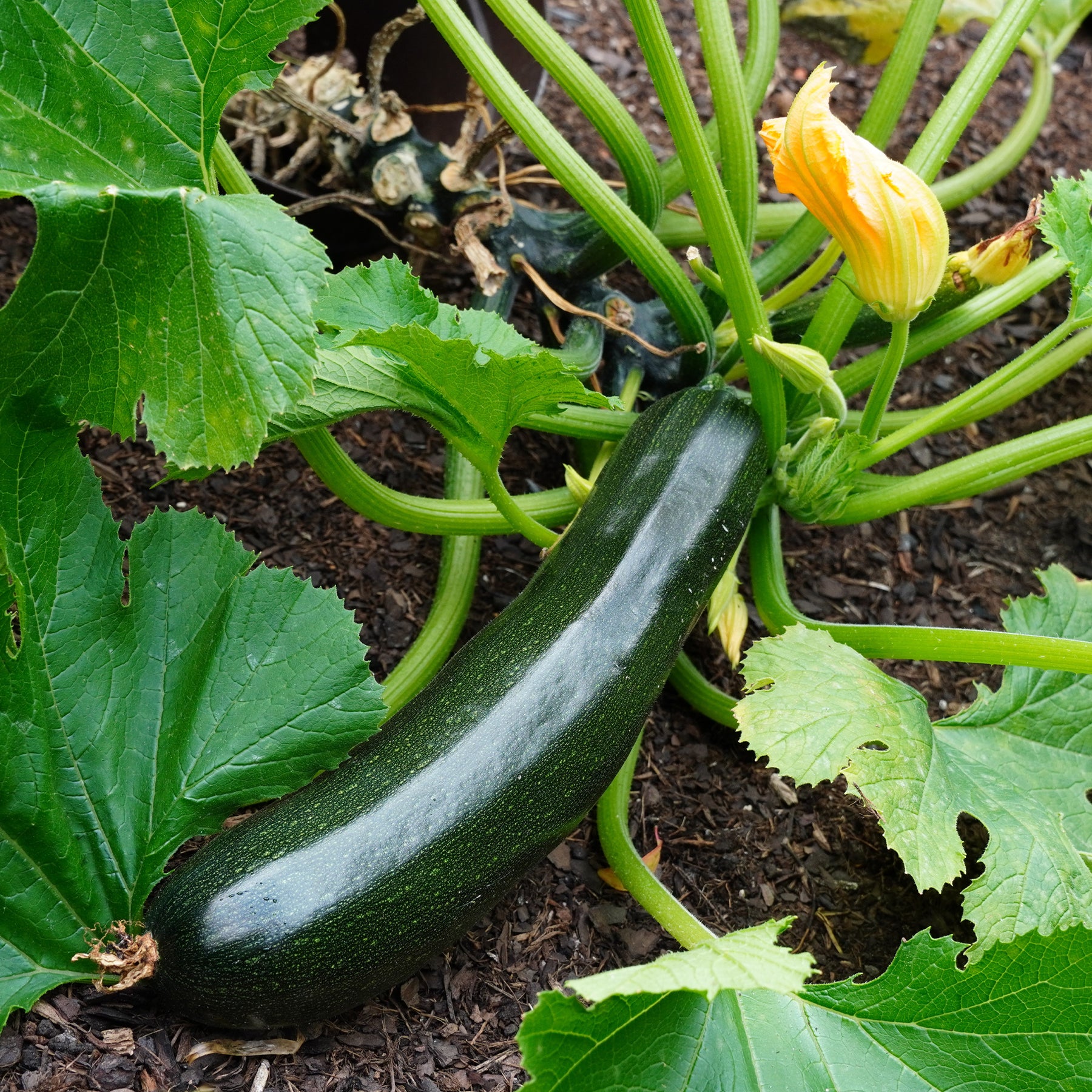 Courgette 'Tarmino F1' - Willemse