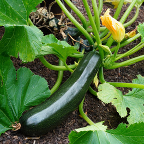 Courgette 'Tarmino F1' - Willemse