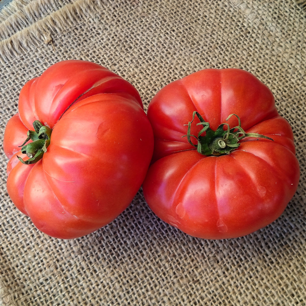 Tomaatplanten 'Marmande' - Solanum lycopersicum marmande - Willemse