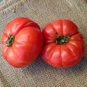 Tomaatplanten 'Marmande' - Solanum lycopersicum marmande - Willemse