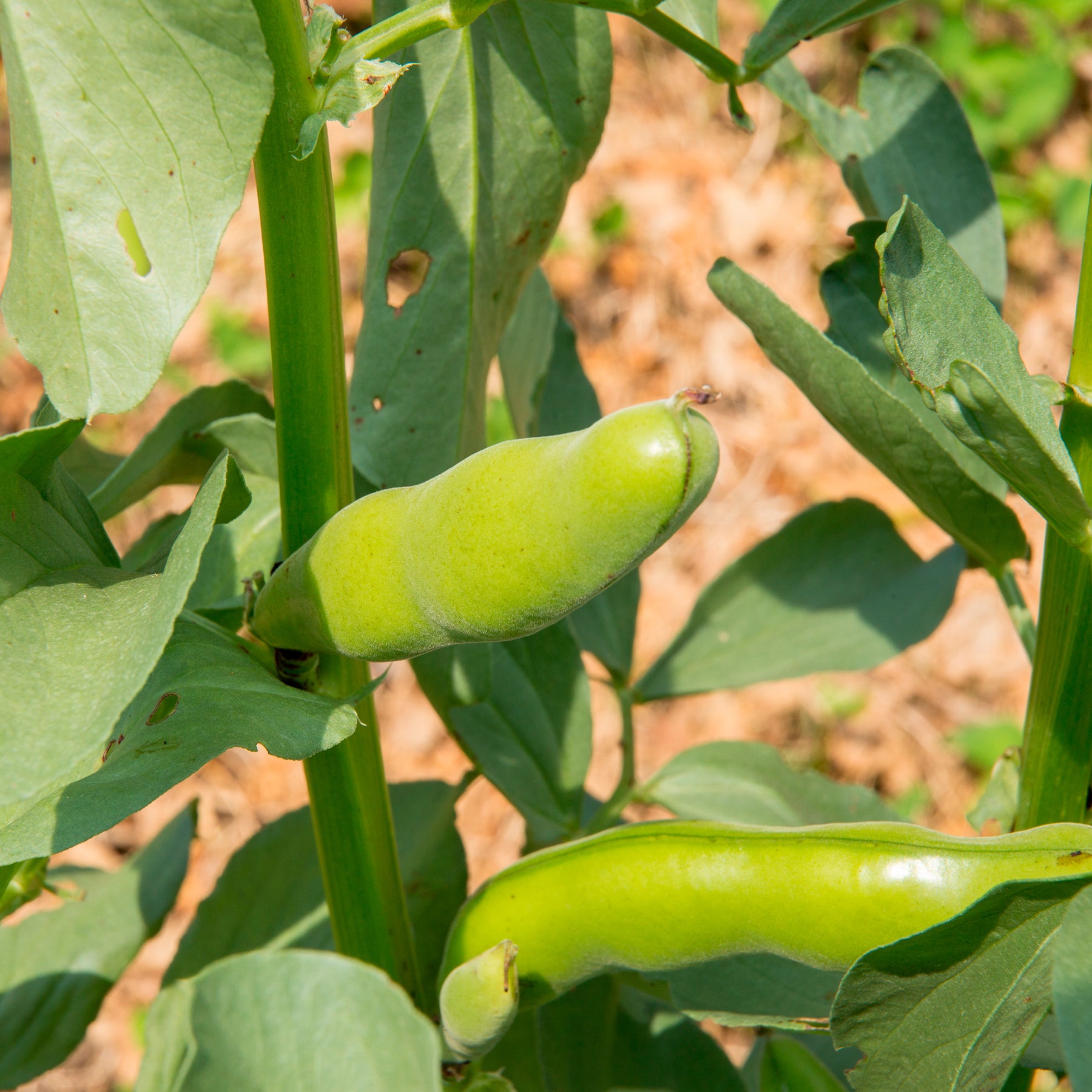 Vicia faba blanche précoce - Tuinboon 'Witte Extra Vroeg' - Peulvruchtenzaden