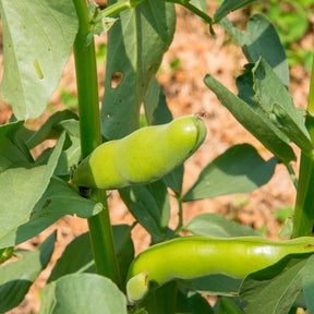 Vicia faba blanche précoce - Tuinboon 'Witte Extra Vroeg' - Peulvruchtenzaden