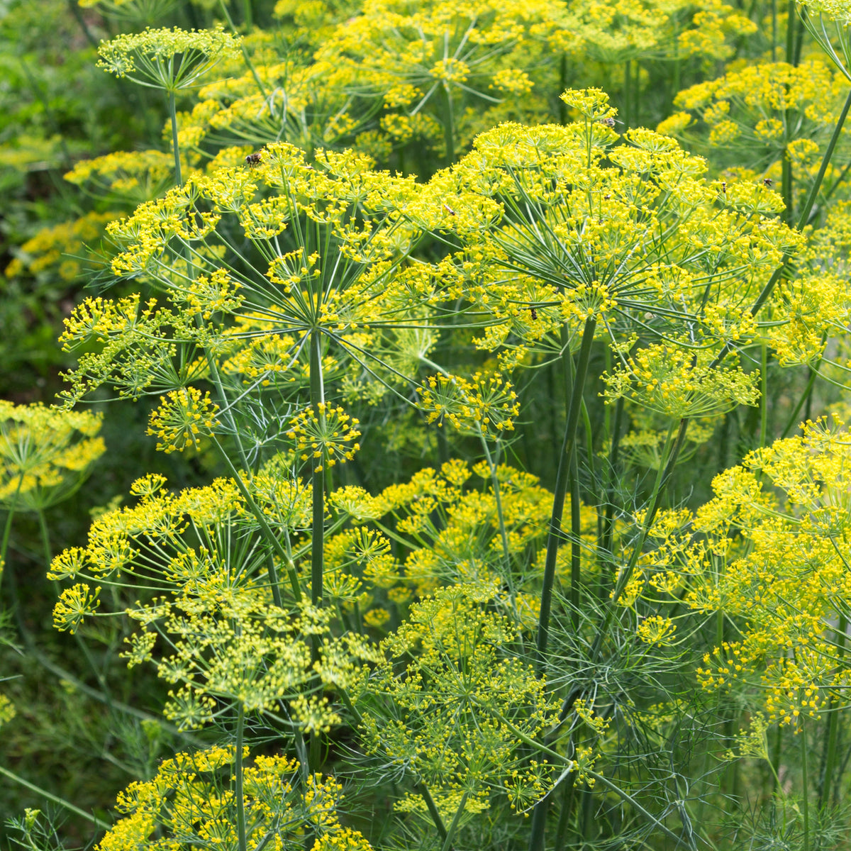 Verkoop Dille 'Bouquet' - Anethum graveolens bouquet