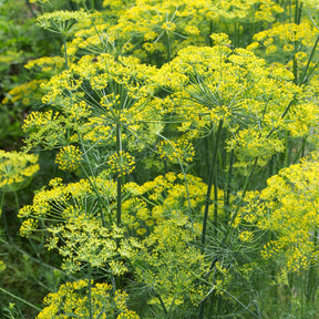 Verkoop Dille 'Bouquet' - Anethum graveolens bouquet
