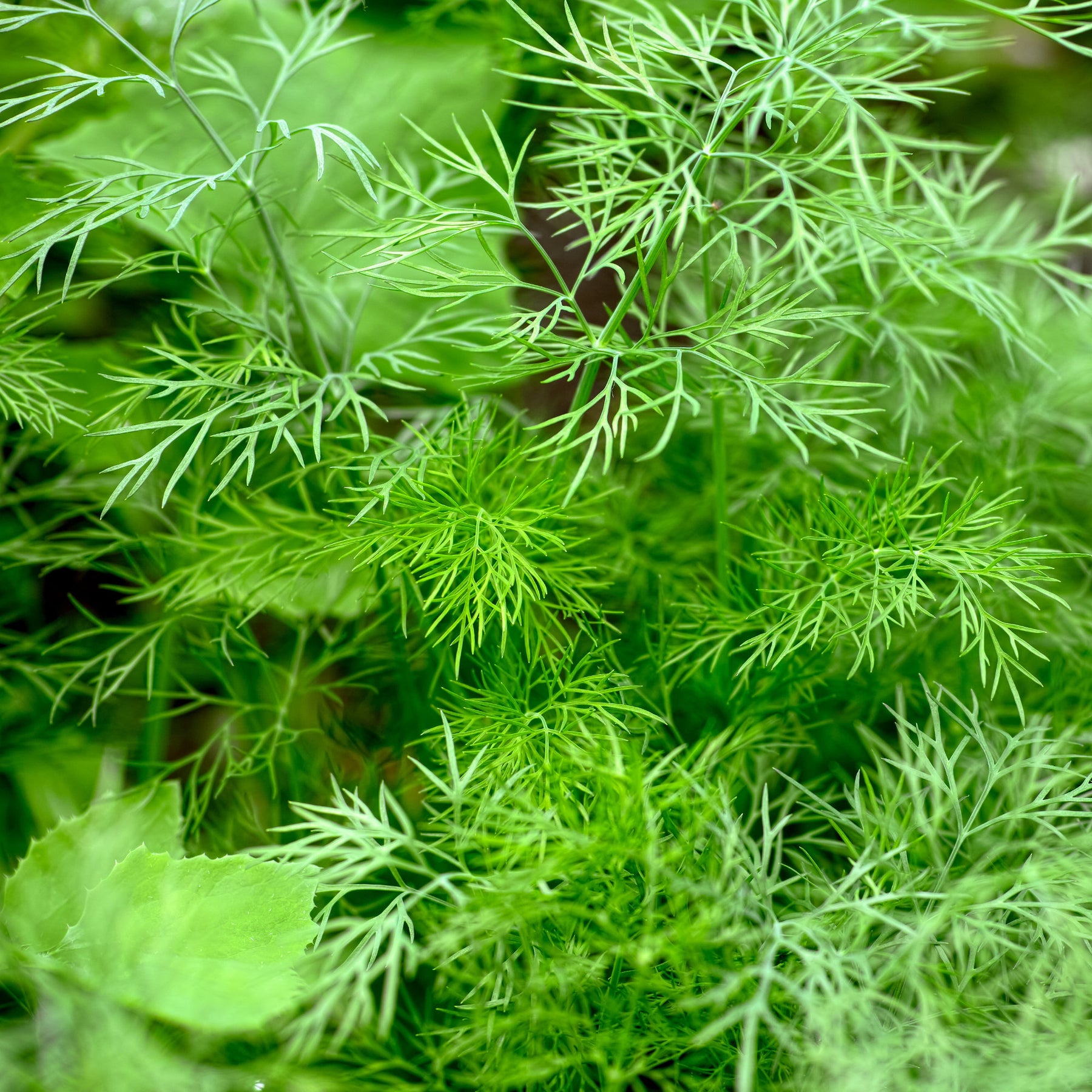 Anethum graveolens bouquet - Dille 'Bouquet' - Kruidenzaden