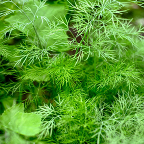 Anethum graveolens bouquet - Dille 'Bouquet' - Kruidenzaden