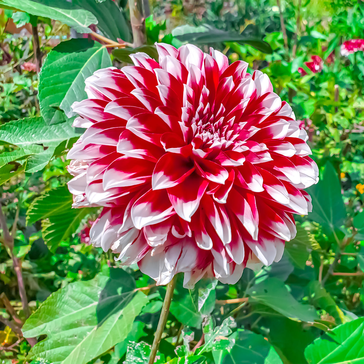 Dalia 'Fubuki' - rood / wit (x3) - Dahlia fubuki red and white - Willemse
