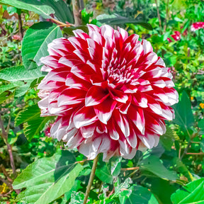Dalia 'Fubuki' - rood / wit (x3) - Dahlia fubuki red and white - Willemse