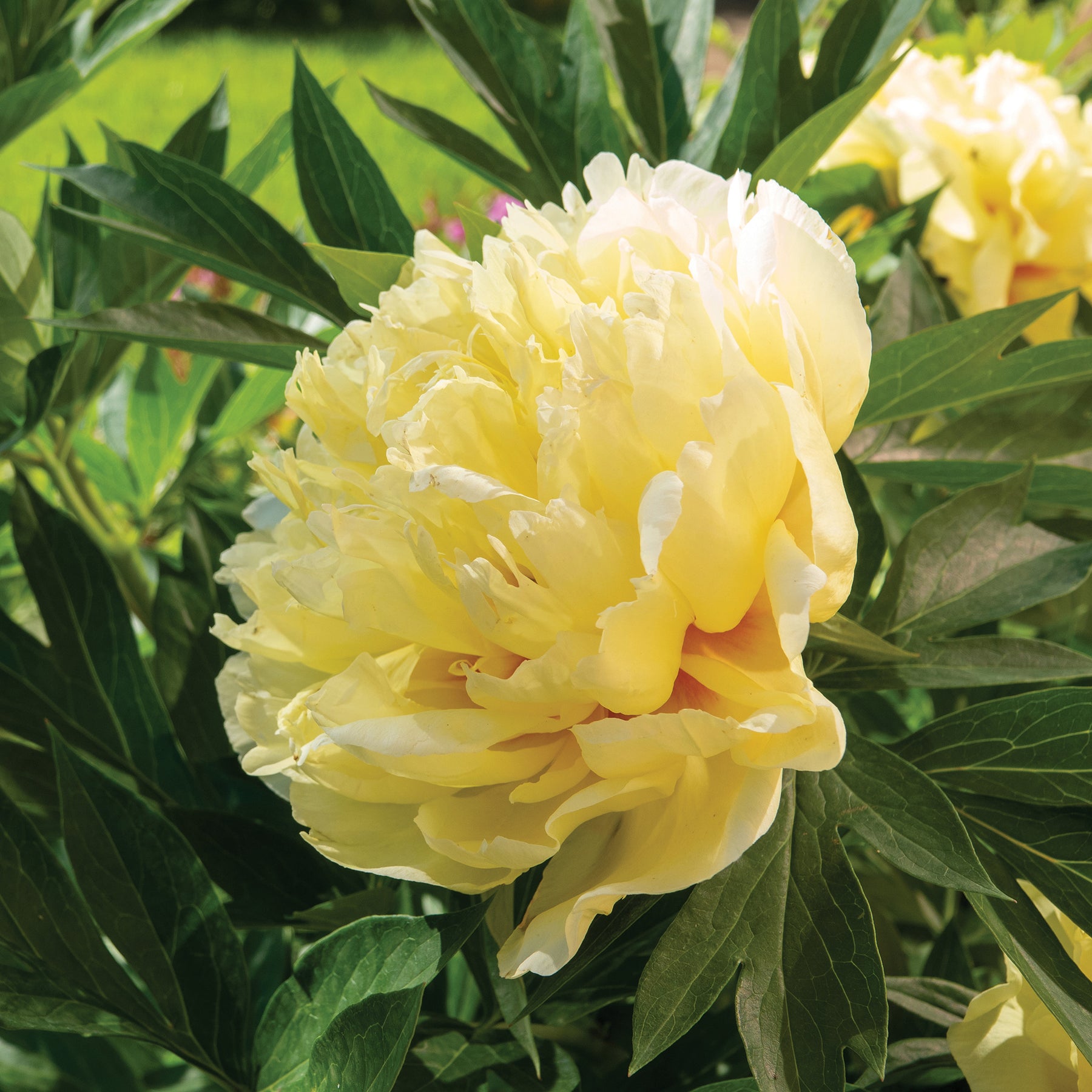 Pioenroos 'Barzella' - Paeonia itoh bartzella - Willemse