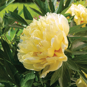 Pioenroos 'Barzella' - Paeonia itoh bartzella - Willemse