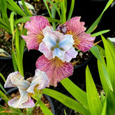 Siberische iris 'Painted Women' (x2) - Willemse
