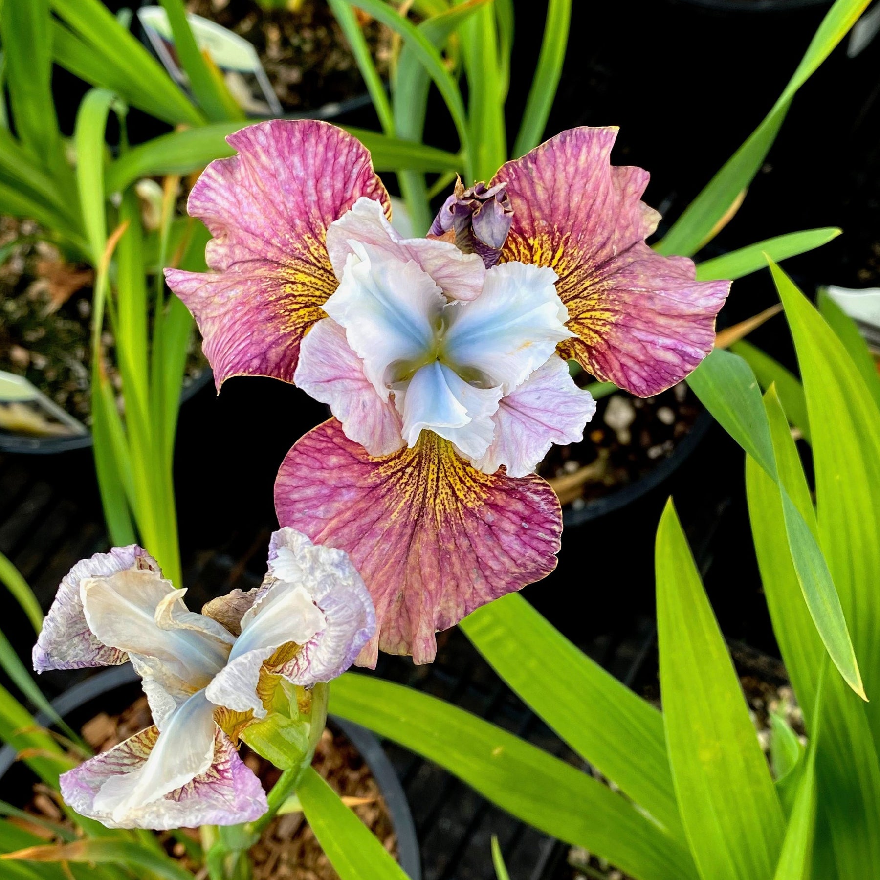 Siberische iris 'Painted Women' (x2) - Willemse
