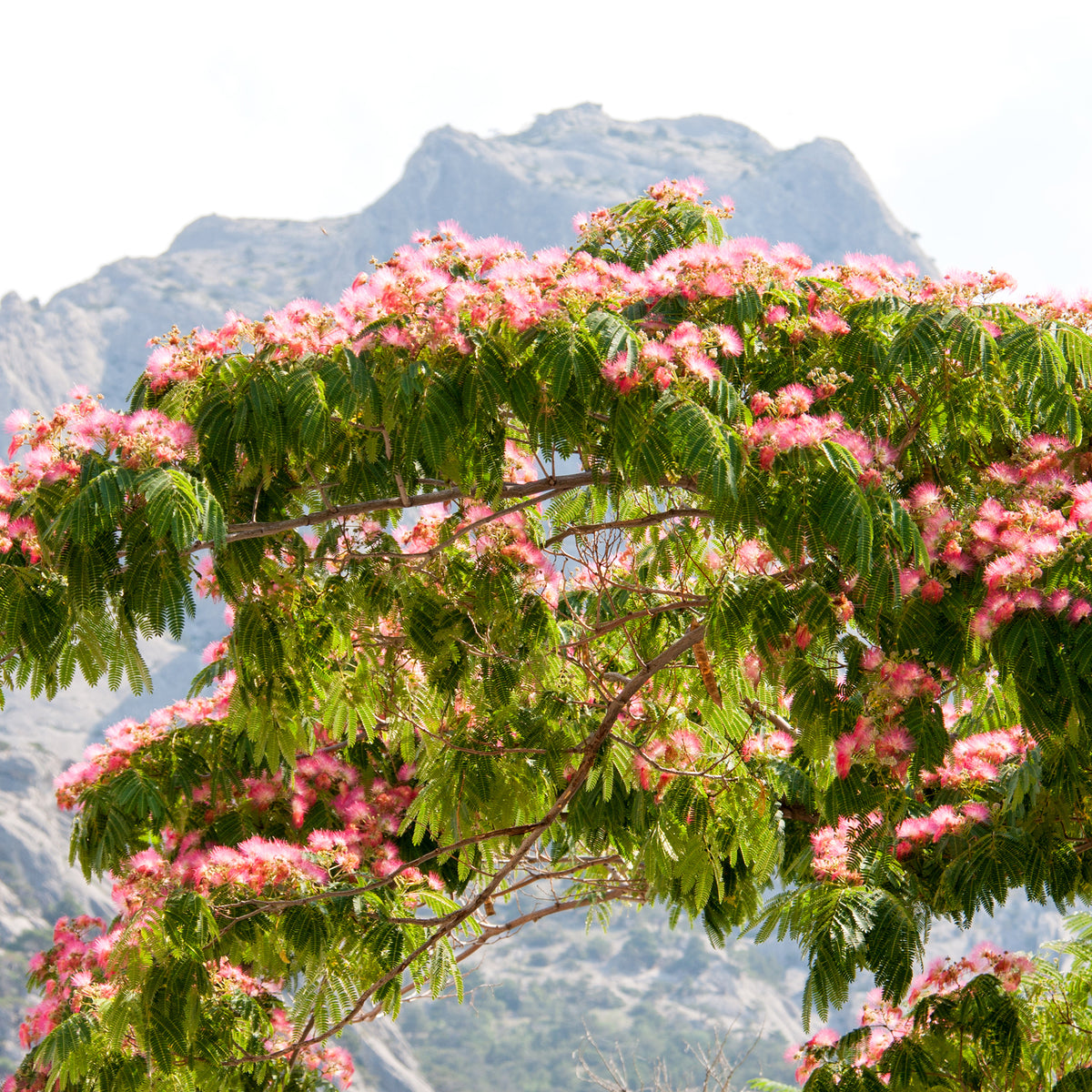 Perzische slaapboom 'Rosea'