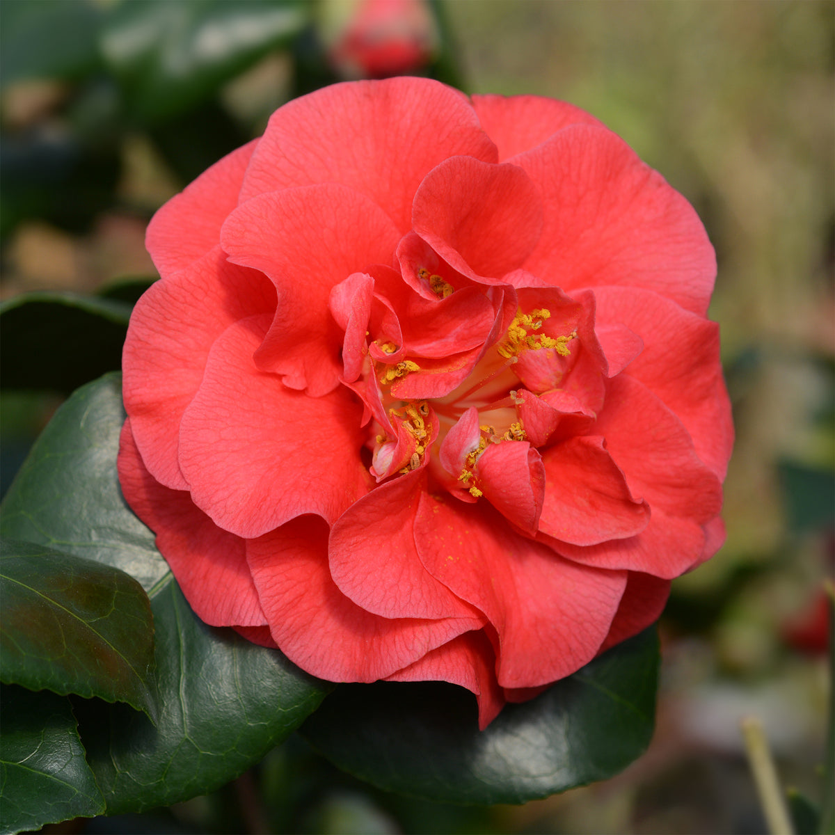 Verkoop Japanse roos - dubbelbloemig - rood - Camellia japonica Lady Campbell
