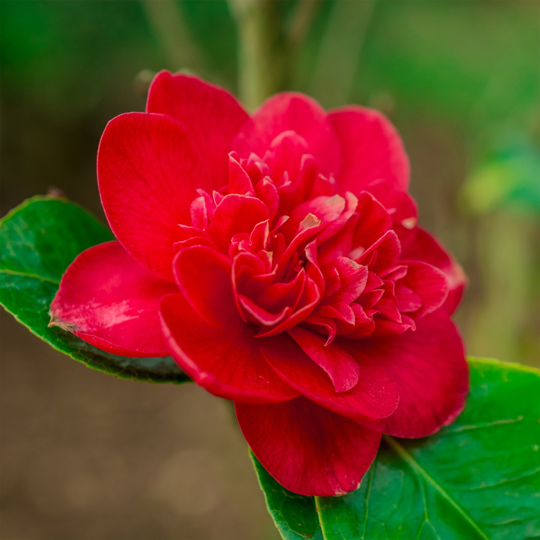 Japanse roos - dubbelbloemig - rood - Camellia japonica Lady Campbell - Willemse