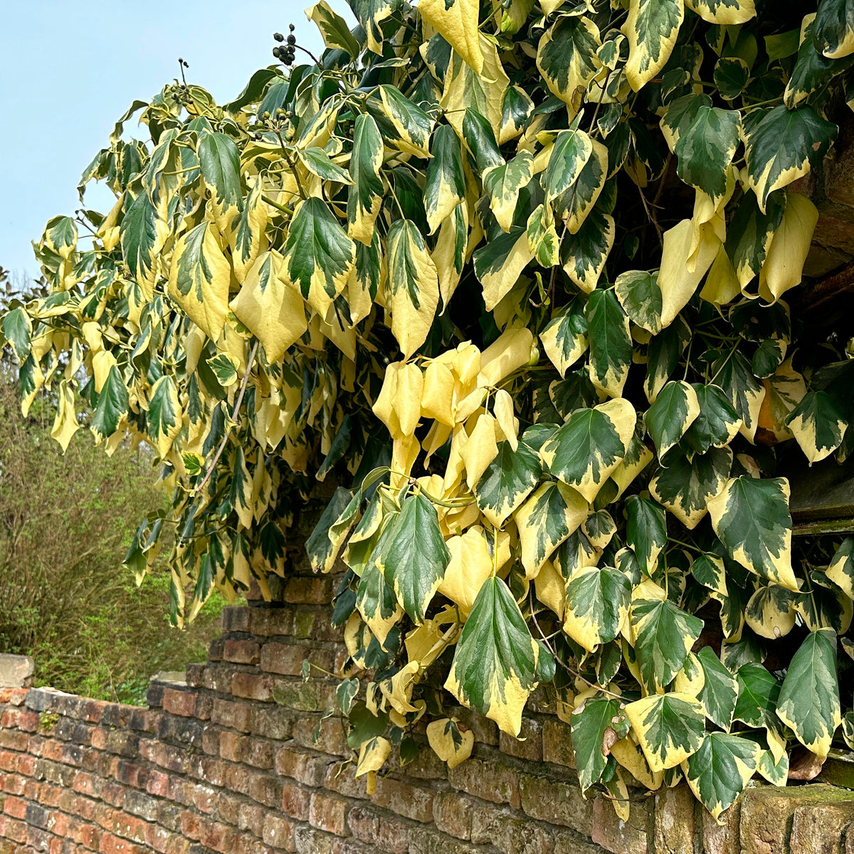 Klimop'Dentata Variegata' - Hedera colchica dentata variegata - Willemse